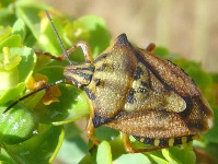 HETEROPTERA: CHIAVI DICOTOMICHE